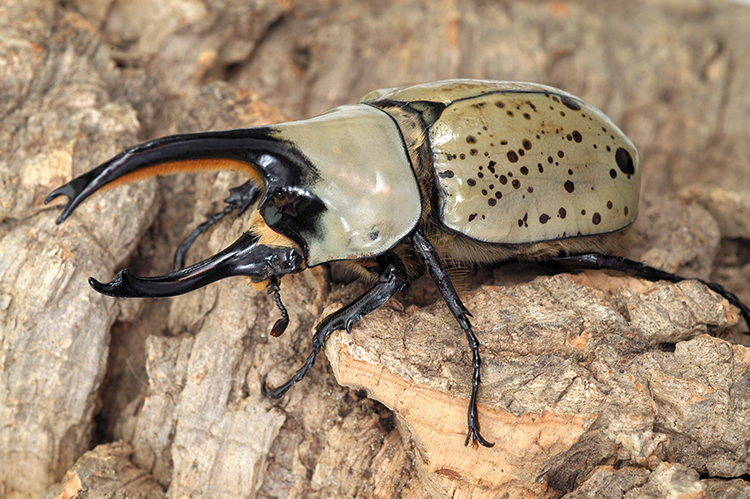 クワガタ カブトムシ 昆虫 登り木 止まり木 クワリウム 天然 ウロ ⑳ 