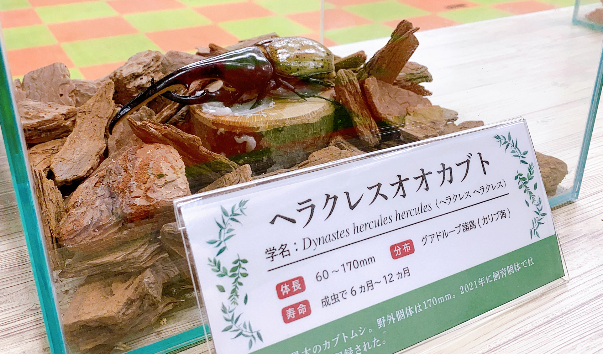 籠の中のクワガタの写真